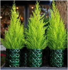 [x3] Dwarf Conifer Cupressus  'Wilma' Goldcrest Lemon Cypress |  Pot Plants