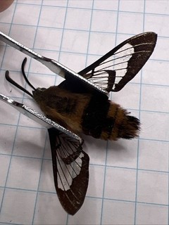 Sphingidae Hemaris thysbe? SPH 091 Collected 2025 Sk Canada