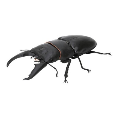The Diversity of Life on Earth Stag Beetle 06 Set of 5 Figure