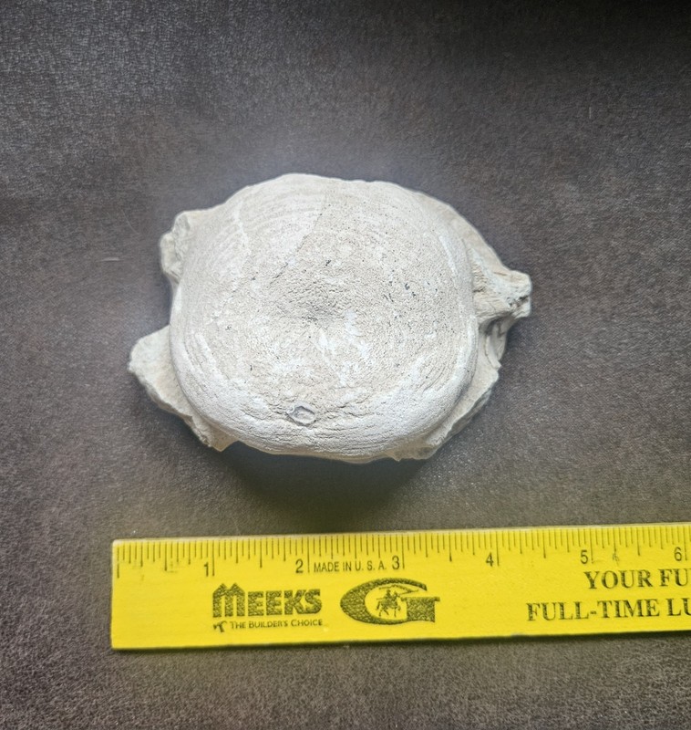 LARGE WHALE VERTEBRA FOSSIL BACKBONE AUTHENTIC FOSSIL 4-3/4"