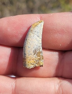 Tyrannosaurid Tooth GOOD CONDITION Judith River Fmtn Montana Theropod #3