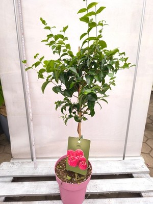 Pitanga Eugenia uniflora 80-120 cm Surinamkirsche exotische Pflanze Obst lecker