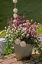 Gomphrena Las Vegas Globosa Annual Mixture Garden Series Big Full Blooms 30 Seed