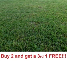 Zenith Zoysia Grass 5000 seeds starter kit