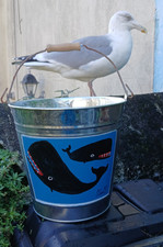 Steve Camps' Scamps' Hand Painted Crab Bucket. Cornish Whale Artist Signed