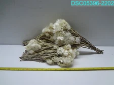 QTY=5: VICKERMAN 13" NATURAL EVERLASTING FLOWERS