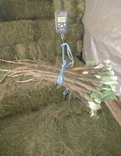 1.5# FRESH ORGANIC BURDOCK ROOT BLOOD LIVER DETOX VITAMIN C E B6 POTASSIUM GOBO 