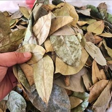 Dried SOURSOP LEAVES 100 Organic Soursop/Guanabana/Graviola Pure Herbal Tea