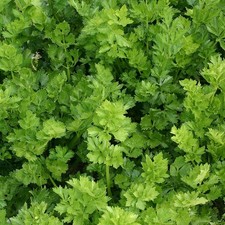 Celery Apium graveolens  Gewone Snij 12000 seeds  + FREE