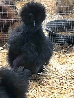 5 Bearded Silkie Hatching eggs variety  from color separate pen ''NPIP''