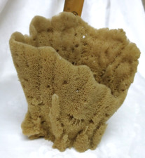 Bowl Medium Natural Sea Sponge Bowl Salt Water Aquarium Showpiece Interest 7x8