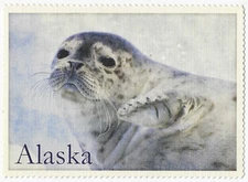Alaska Harbor Seal Pup Postcard Prince William Sound Glacier Iceberg