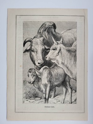 Alter antiker Vintage Druck Der Preis 1888 Brahmanenvieh