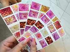 100PC Dahlias 2025 (5 Books of 20) First-Class Mail Forever Postage Stamps