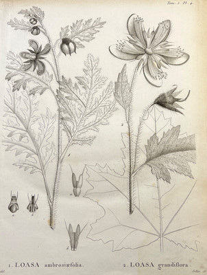 Antique Botanical Engraving 1800s Illustration Loasa Plant Species