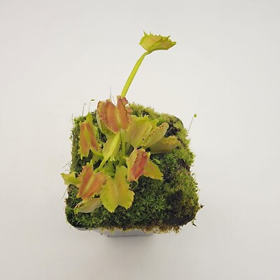 食虫植物　ハエトリソウ Biohazard 2 CK 食虫植物 ハエトリソウ Biohazard 2 CK - メルカリ