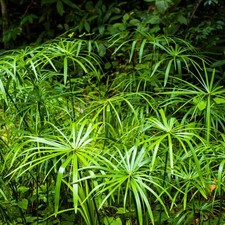 Falso Papiro "Cyperus alternifolius" pianta in vaso ø19 cm FOTO REALE