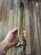 Historic Bison thoracic vertebra  Holocene era 