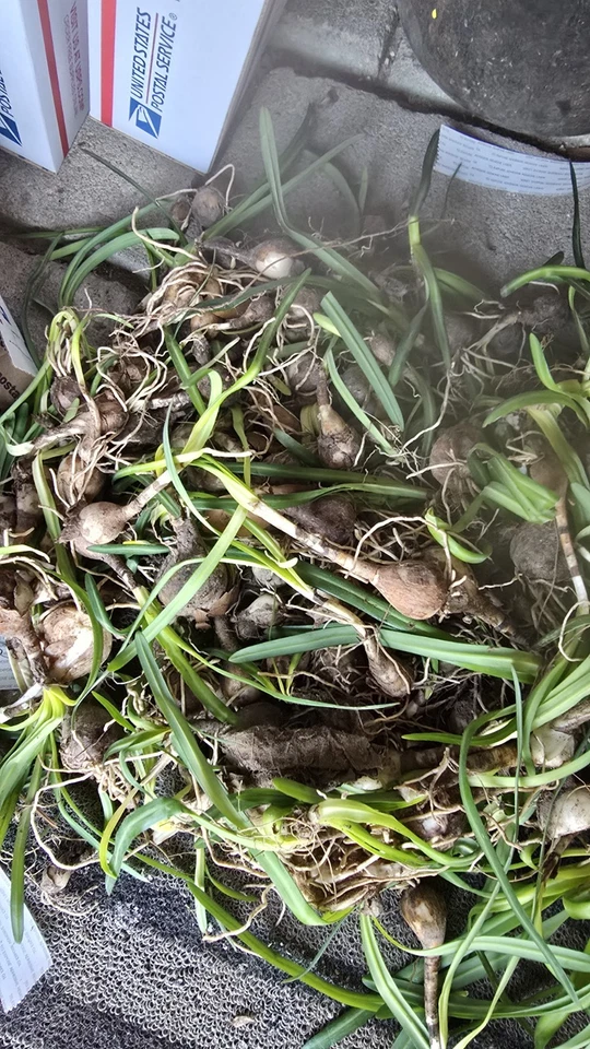 Mega Lot Red Spider Lillys Bulbs 750 US Grown Dug Fresh - Image 2 of 4