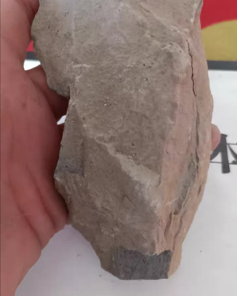 Fossil of whorled plants Natural Devonian prehistoric Jurassic biota Fossils - Image 3 of 4