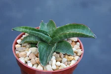 Sansevieria paten rare succulent 4" plant