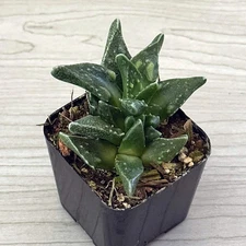 Succulent Plant - Faucaria Tuberculosa - Live Plants In 2" Pot