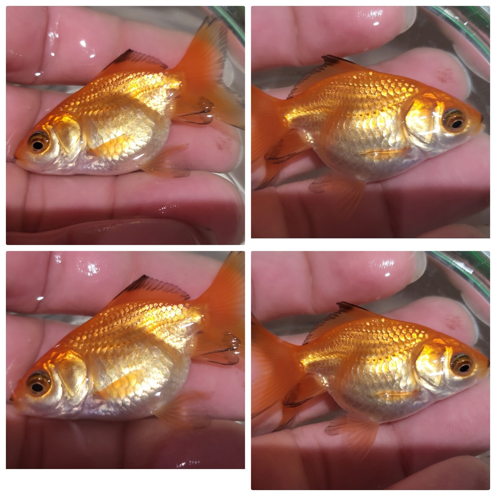 Goldfish Live Fish eBay