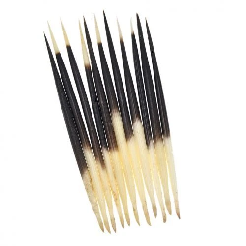 10stk Stachelschwein Federkiele Stick Schwimmt Angeln Bobber Making DIY Bastel - Bild 10 von 13