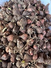 Lampascioni selvatici di taglia medio Piccoli  3 Kg Lampagioni Salentini