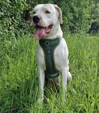 Hundegeschirr Weich gepolstert Brustgeschirr ...