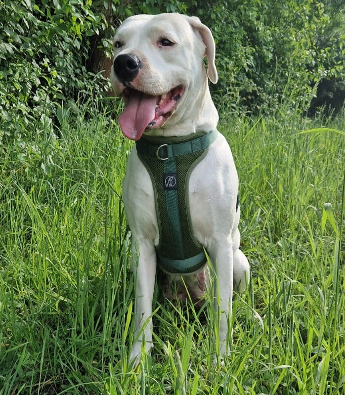 Hundegeschirr Weich gepolstert Brustgeschirr Anti Zieh Grif Geschirr große Hunde