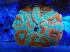 Jumbo Lobophyllia Colony-WYSIWYG