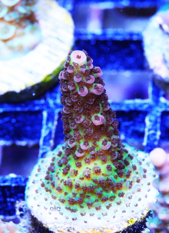 GWC Ultimate Christmas Acropora Frag Zoanthids Zoa Paly SPS LPS Corals, WYSIWYG