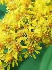 300+ Goldenrod SEEDS (Solidago canadensis) Organic Majestic Showy Medicinal HERB