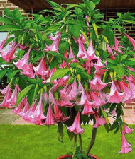 6 Seeds Brugmansia Pink - Trumpet of The Angels - Brugmansia Suaveolens
