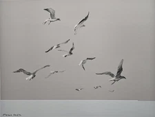 FLYING NORTH - Vintage Lithograph Print of Seagulls (1981), Emilio Prieto