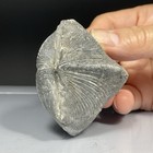 SS Rocks - Brochiopod, Paraspirifer, Brownockeri (Sylvania, Ohio) 115g — photo 2