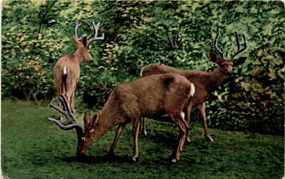 Red, Combi Lely, Har, E. C. Kropp Co., Milwaukee, Lew Postcard