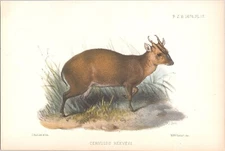 Original 1874 Antique Zoological Chromolithograph "Cervulus" Deer