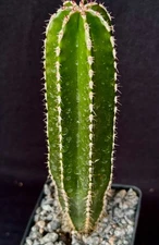 Pachycereus marginatus, cactus plant