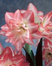 BLOSSOM PEACOCK  Extra Large Amaryllis 26-28 centimeters - US Seller