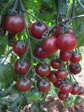 TOMATO CHERRY ROSELLA 15 FINEST SEEDS