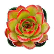 Echeveria Puli-lindsayana Rooted in 2” Plant Pot Succulent Plant For House Decor