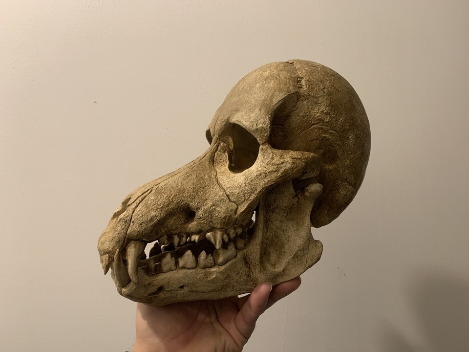 Réplique De Crâne De Vélociraptor En Résine - Modèle Réaliste 29 Cm - Décoration Ou Accessoire Photo
