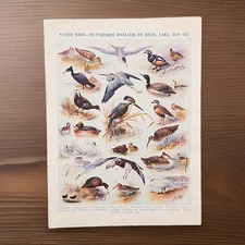 Vintage 1930s British Water Birds Book Print Bird Picture Kingfisher Swans Heron