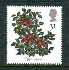 1991 Roses. 31p Rosa Mayesii Rose UM. SG 1570