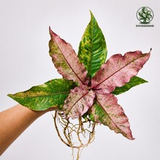 Anthurium Hookeri Pink Diamond Variegated Real Picture Plant