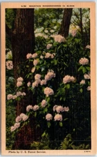 Postcard - Mountain Rhododendron in Bloom