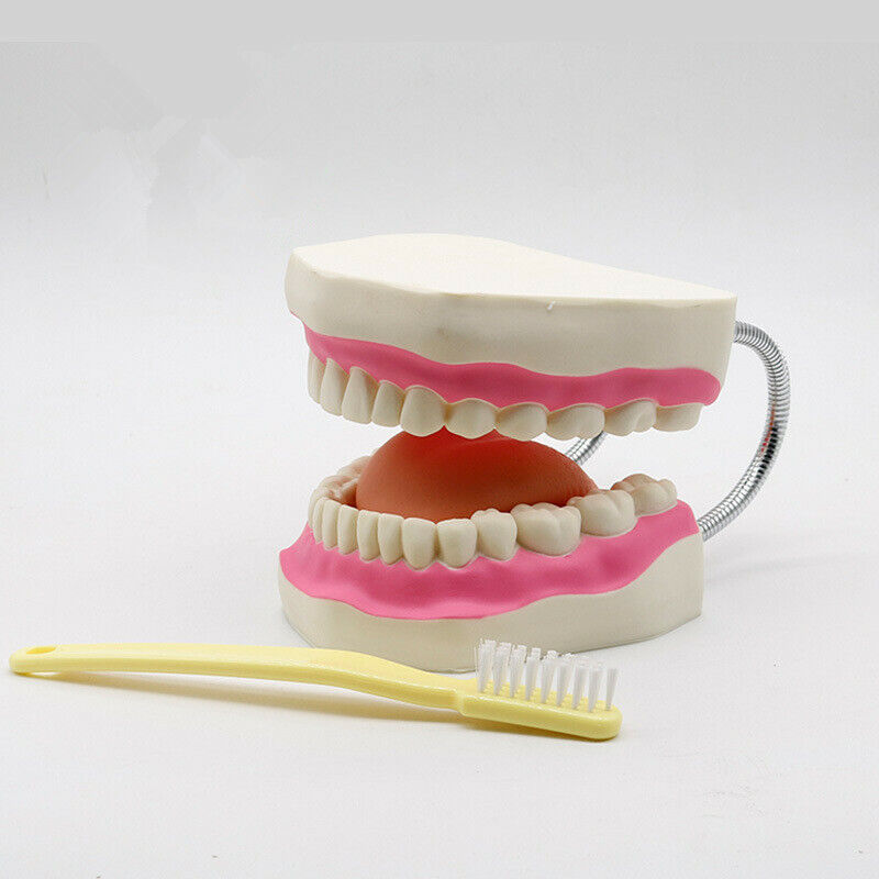 6X Magnification Teaching Denture Model Dental Teeth Brushing Mo