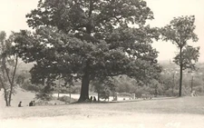 Vintage Postcard Park & Lake Recreational Area Big Tree Picnic Place RPPC Photo